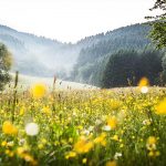 Hohenleimbach