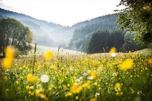 Hohenleimbach